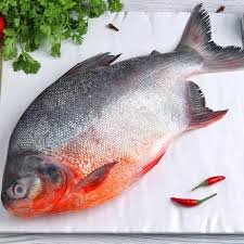 Vavval / River Pomfret