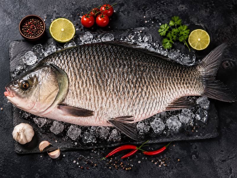 Catla fish