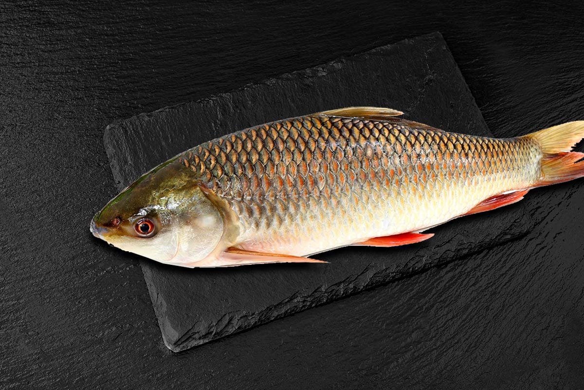 Rohu / Kendai Meen